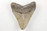 Serrated, Fossil Megalodon Tooth - North Carolina #200701-1